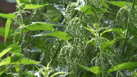 stinging nettles blowing in breeze outdoors, close up shot