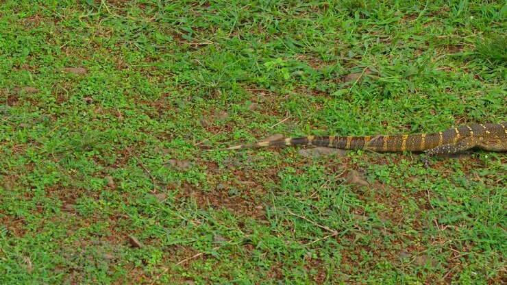 Nile monitor lizard Varanus niloticus walking on grass with tongue flicking near River Nile in Murchison Falls National Park, Uganda, showing chemosensory behavior, natural reptile hunting posture