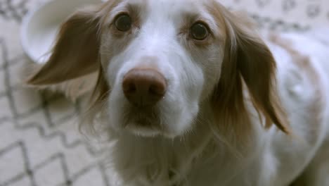 Sprocker-spaniel-looking-at-camera