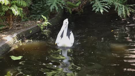 pelican swimming gracefully in dark pond with natural green surroundings