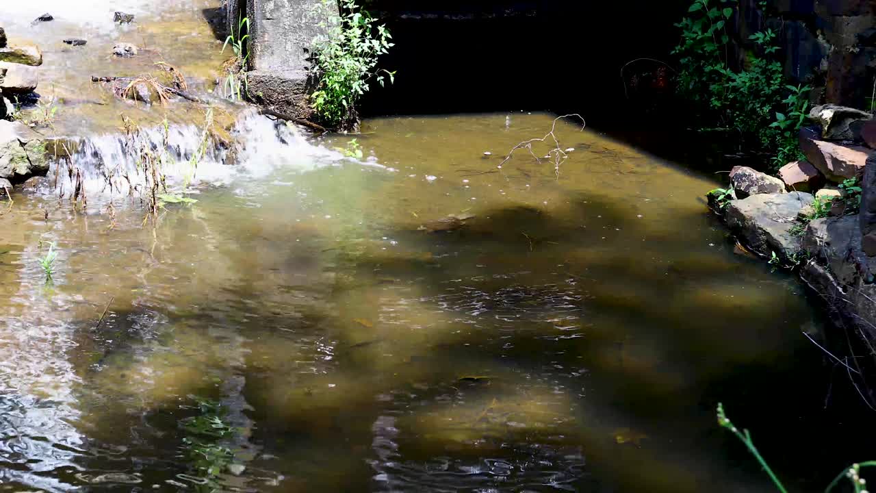 Static video of common snapping turtle at the Old Mill Little Rock Arkansas. Water is flowing into a small pool where a juvenile common snapping turtle is swimming