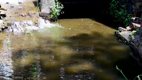 static video of common snapping turtle at the old mill little rock arkansas. water is flowing into a small pool where a juvenile common snapping turtle is swimming
