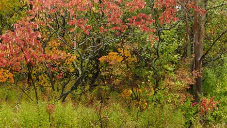 Blue-jay-bird-enjoying-colorful-autumn-forest,-pan-left-view