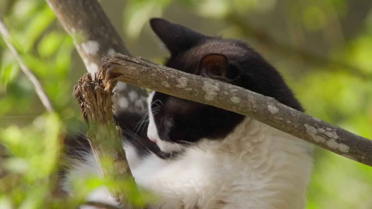 Black and white cat playing with tree branch in sunny spring garden