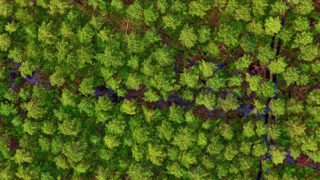 Forest tree dense canopy bright green leaves, aerial top down view drone video nature