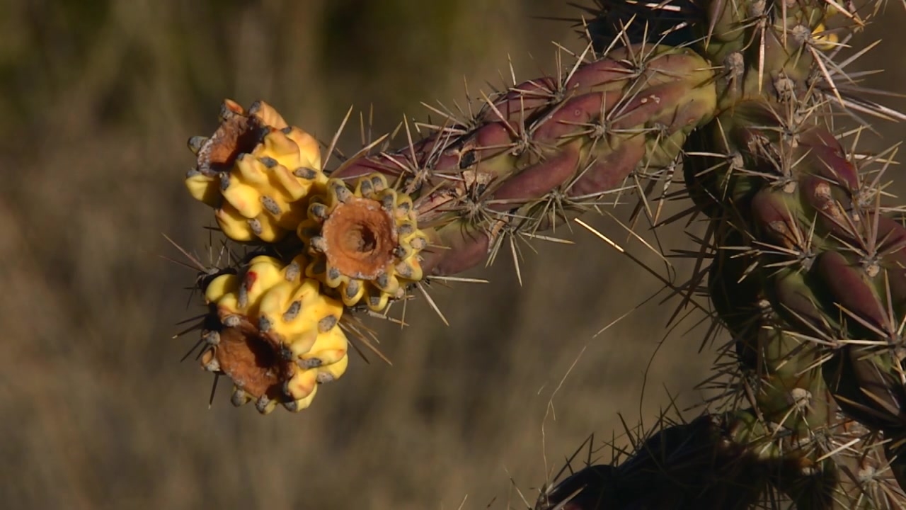 Nærbillede af cholla kaktusfrugt i Guadalupe Mountains National Park, Texas.