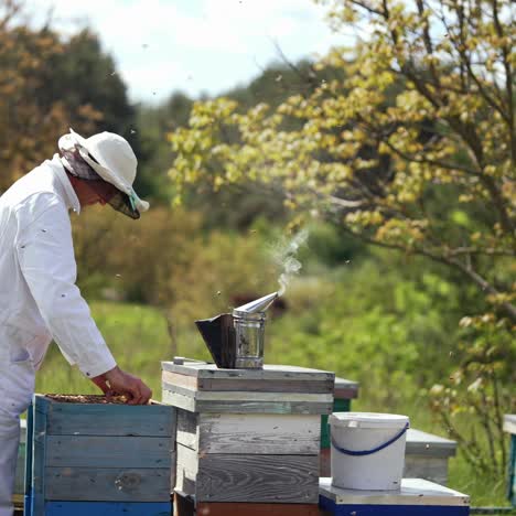 organic beekeeping. professional beekeeper in white suit and protective hat inspecting bees on apiary in summer. chimney with smoke on a hive. profile view. slow motion