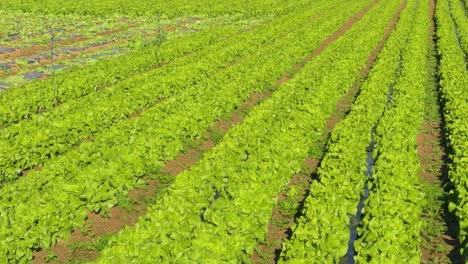 Healthy-Harvest:-Green-Hydroponic-Lettuce-Farm-Video-Lettuces-growing-in-open-ground