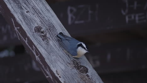 black-capped chickadee perched on a wooden log block before flying