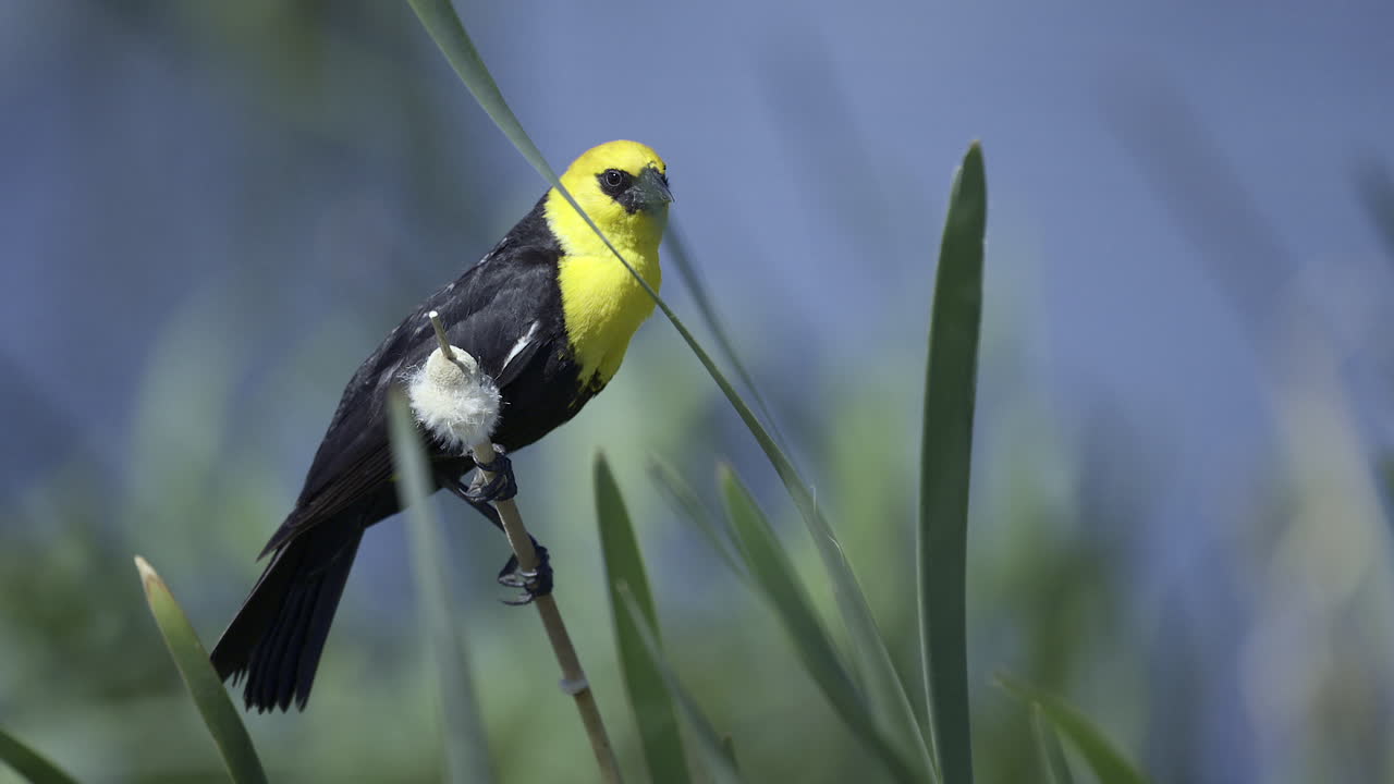 pájaro negro de cabeza amarilla posado en un tallo de caña y volando