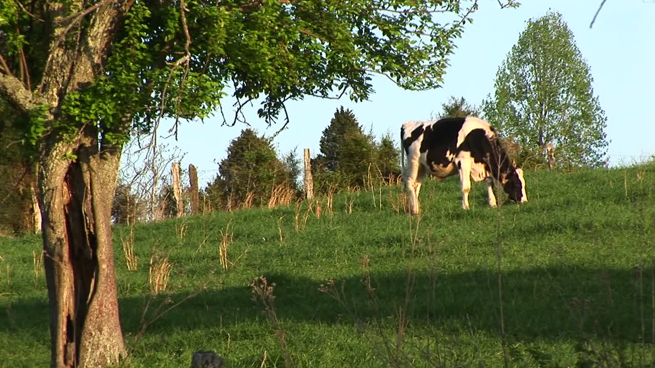 una vaca holstein pasta en un prado verde