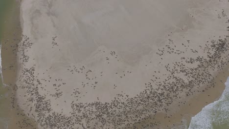 antena sobre colonia de focas en la playa en pelican point, namibia, áfrica