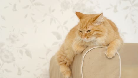 cute ginger cat lying on arm of sofa. fluffy pet is going to sleep. cozy home background