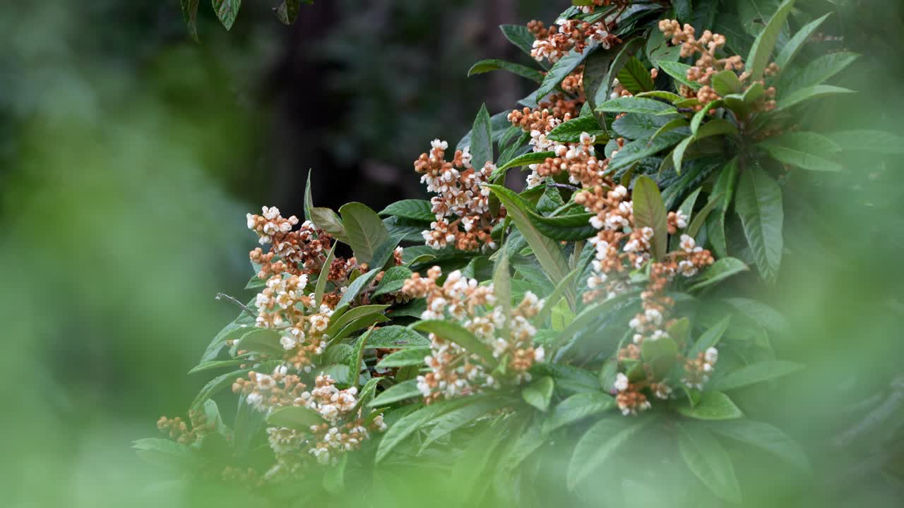 Un primo piano ravvicinato di fiori di nespolo circondati da fitte foglie verdi con sfondo sfocato e illuminazione naturale
