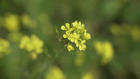 芥末花在广<unk>的田野里开花