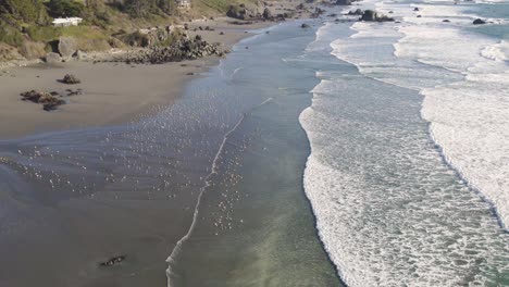 Imágenes-De-Drones-De-4.000-Gaviotas-Y-Olas-De-Playa-De-Arena-Rodando-En-La-Costa-De-Brookings-Oregon