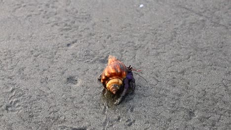 Un-Cangrejo-Ermitaño-Caminando-En-Una-Playa-De-Mar-Durante-La-Hora-Dorada-1