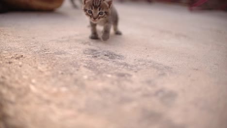 cute small baby cats litter at basket learning to walk outdoors