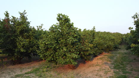 Hazelnuts-agriculture-cultivation-field-in-Langhe,-Piemonte-Piedmont