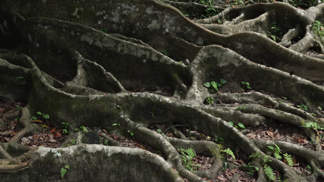 Ancient Ceiba tree sprawling, tangled roots along Goa Gajah temple in Ubud Indonesia nature