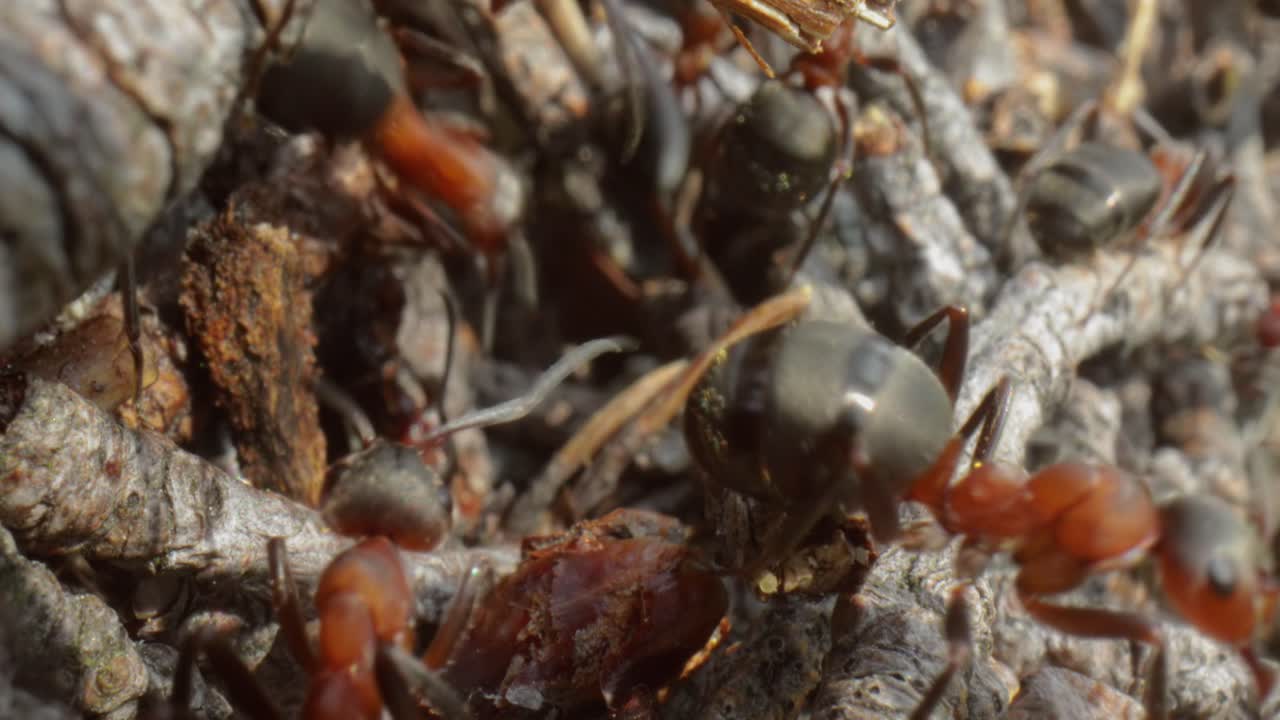 Wild mierennest in het bos, super macro close-up opname