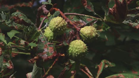 Castaño-De-Indias,-Aesculus-Hippocastanum