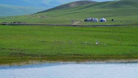 lakes and meadows, in bayingol mongolian autonomous prefecture, xinjiang, china.