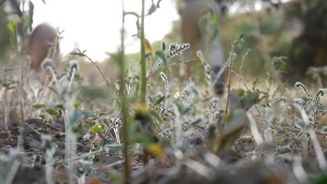 low angle view of army search party walking through grass with a search dog