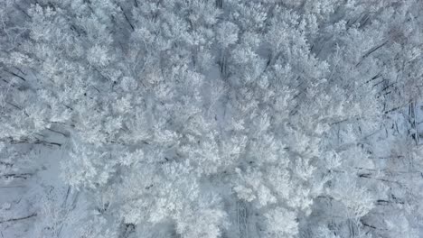 inspiradora vista aérea de arriba hacia abajo volando sobre bosques cubiertos de nieve y copas de árboles durante el invierno en baviera, alemania