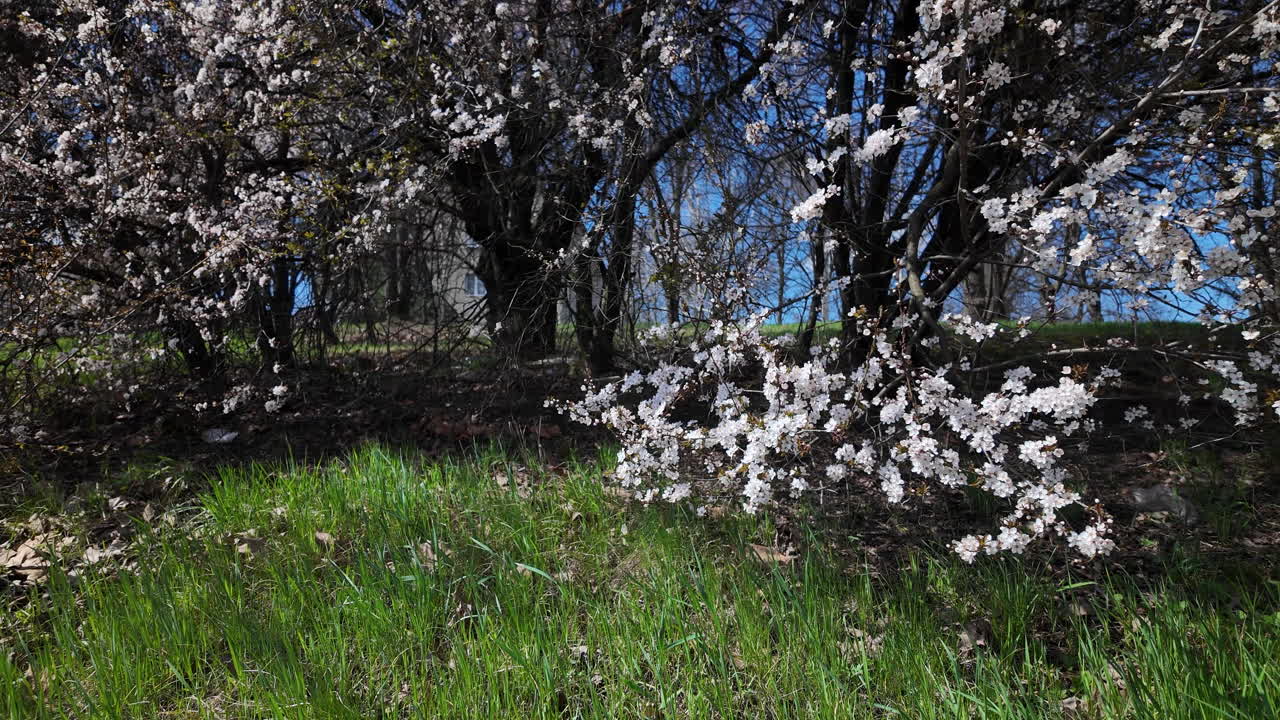 Cherry blossom branches above fresh green grass
