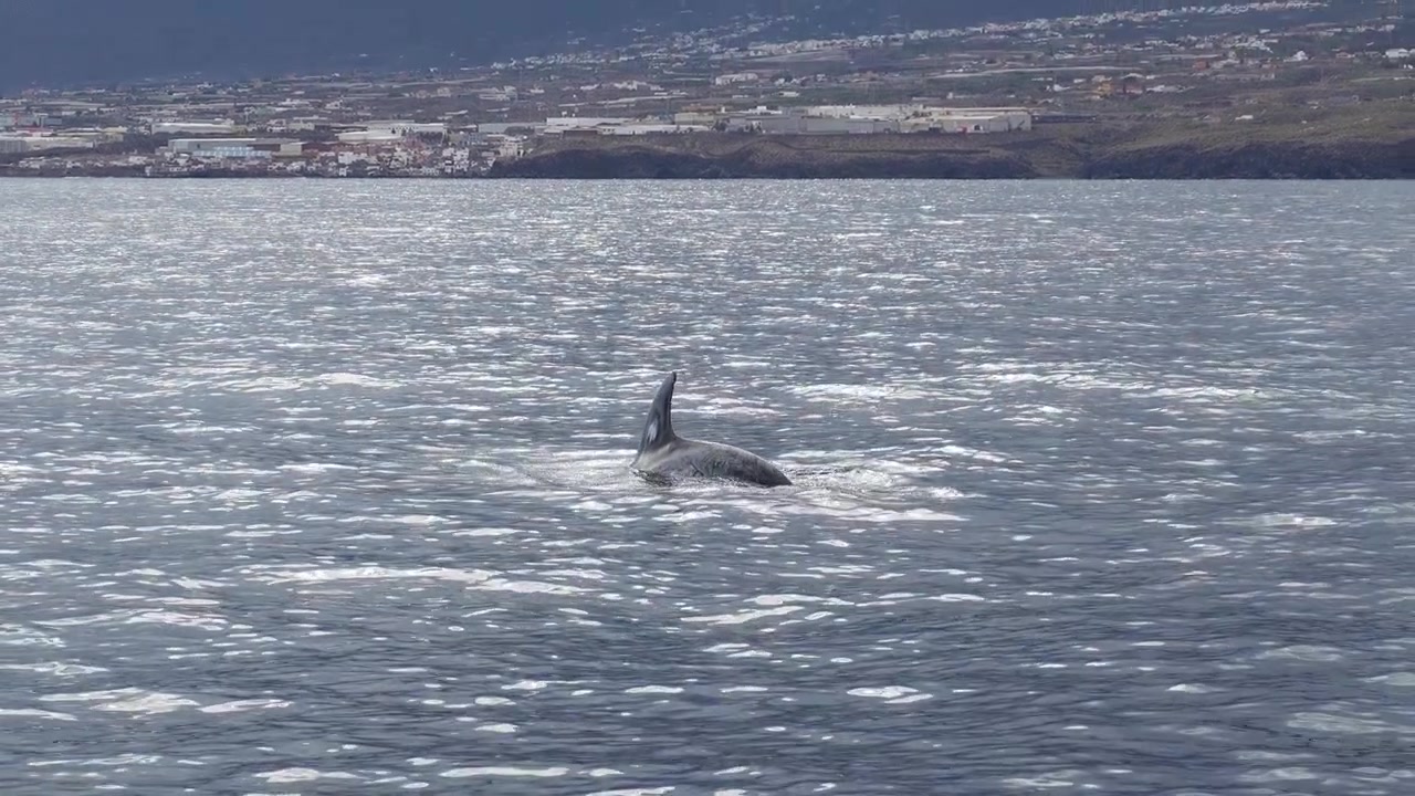 Golfinho-de-risso nadando na superfície e arqueando o corpo para mergulhar fundo no Oceano Atlântico.