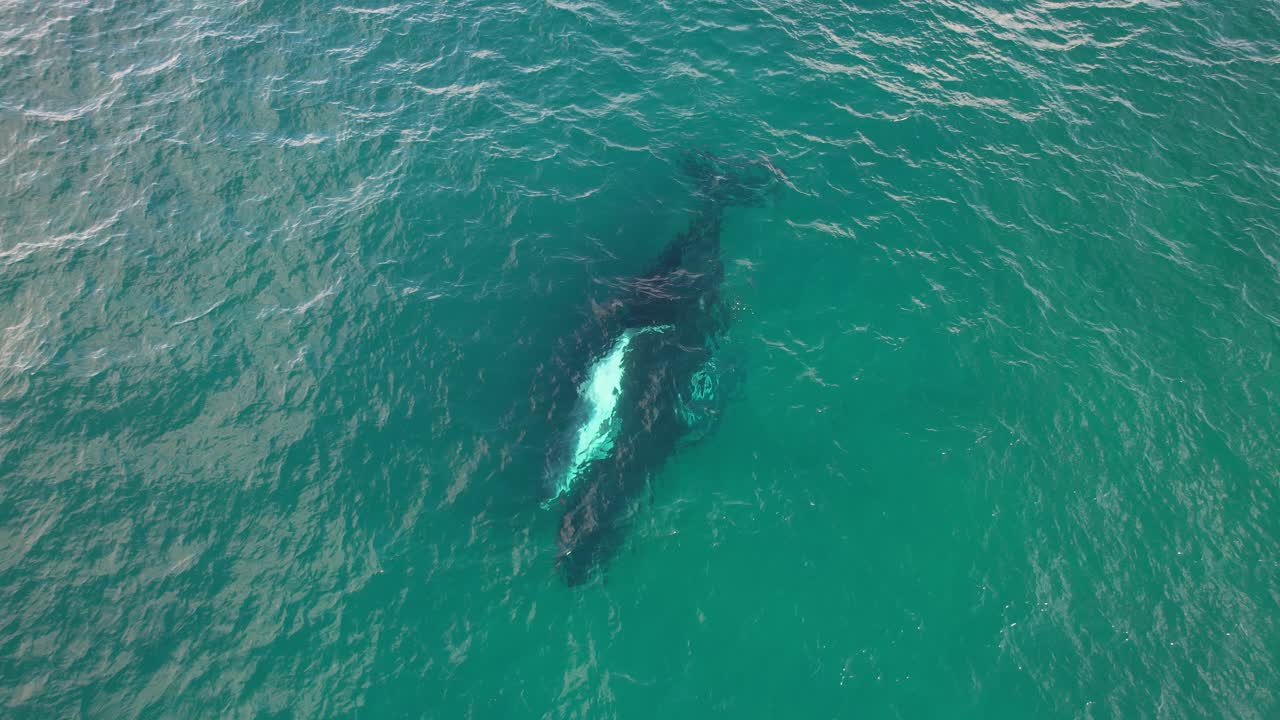 오스트레일리아 nsw 의 바다 에서 새끼 와 함께 있는 엄마 고래 - 공중 사진