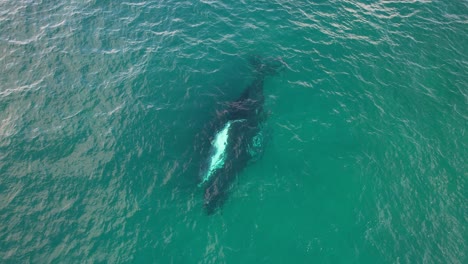 Madre-Ballena-Jorobada-Con-Su-Bebé-En-El-Océano-En-Nueva-Gales-Del-Sur,-Australia---Toma-Aérea