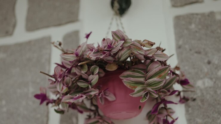 Hanging potted flowers and leaves against stone wall in daylight