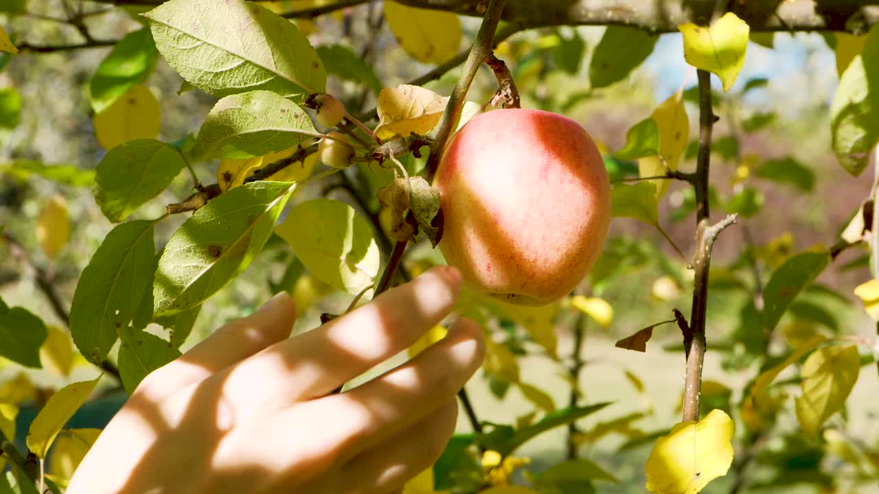 una mano femenina agarrando una manzana de un árbol
