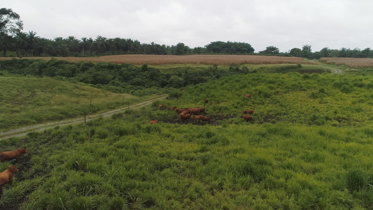 vacas brangus en un campo verde, ecuatoriano conoce vacas de producción