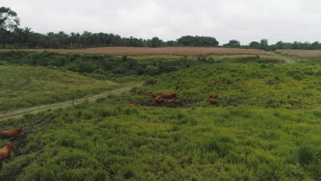 Brangus-Kühe-Auf-Einer-Grünen-Wiese,-Ecuadorianer-Treffen-Auf-Produktionskühe