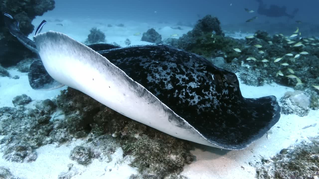 블랙 스드 스팅레이 (black spotted stingray) 는 모리셔스 섬에서 물속에서 청소기 물고기에 의해 청소되고 있습니다.
