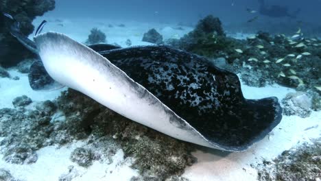 Schwarzgefleckter-Stachelrochen-Wird-Unter-Wasser-Auf-Der-Insel-Mauritius-Von-Putzerfischen-Gesäubert