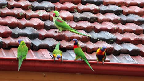 rose-ringed parakeet and rainbow lorikeets drinking fresh rainwater on a roof in sydney australia, telephoto shot