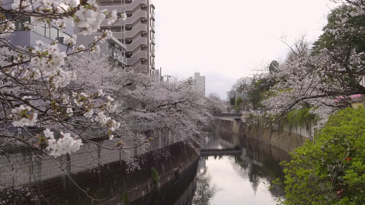 Slow cinematic slider over Kanda River in Tokyo during Sakura