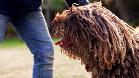 Owner-playing-and-teasing-his-cute-brown-water-dog-mix-in-slow-motion