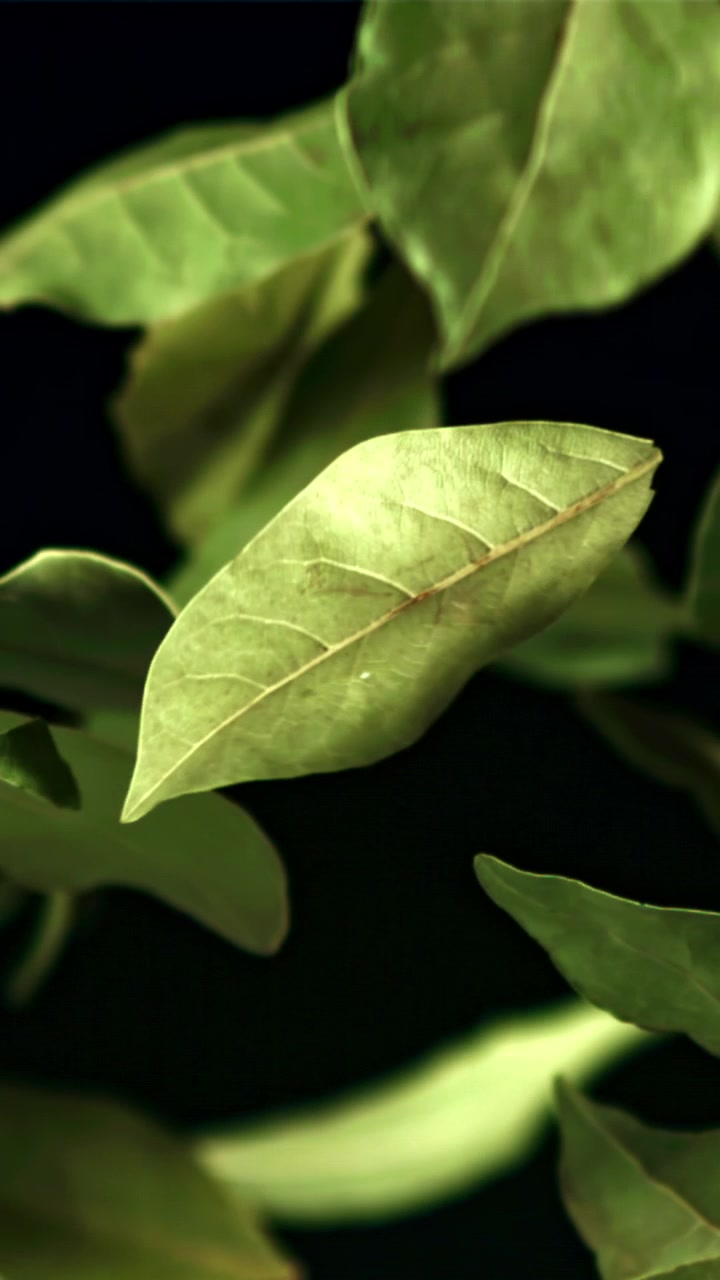 Vibrant Green Leaves Floating and Spinning on Black Background