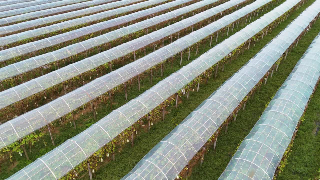 Drone shot of protective covers over fields used for pumpkin production on the outskirts of Liaocheng, China.