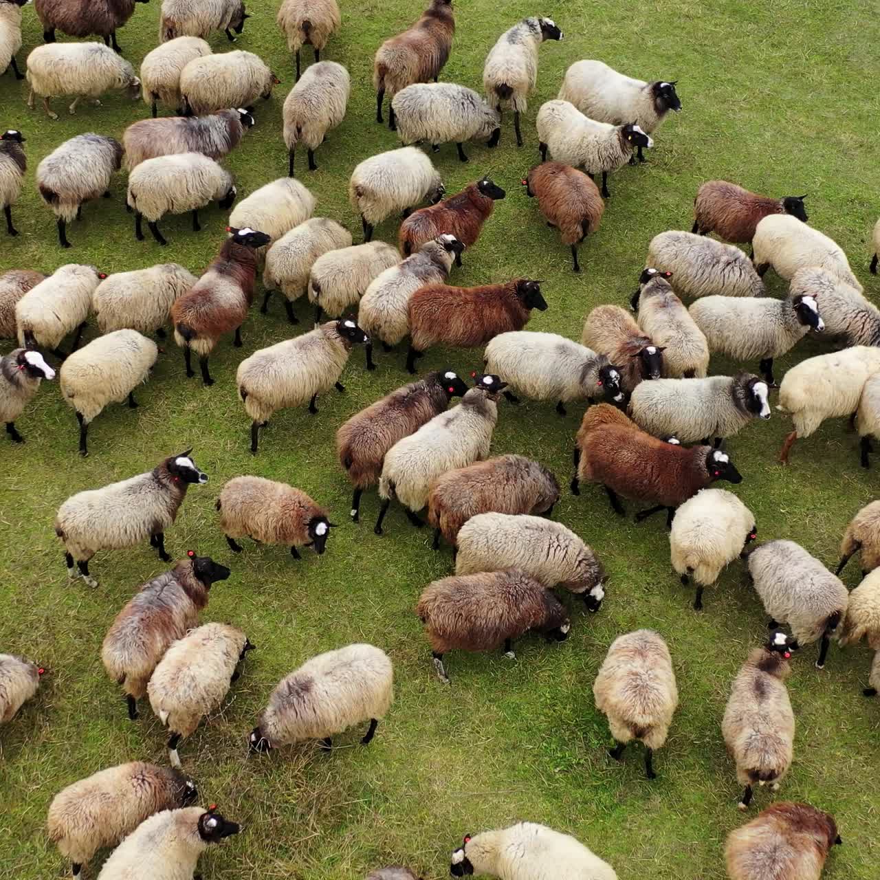 Beautiful fluffy sheep. Herd of brown and white domestic animals grazing on pasture. Flock of sheep on field. Top view.