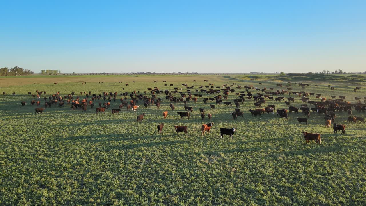 Allevamento di bovini Aberdeen Angus in libertà, numerose mucche che camminano su un vasto campo verde