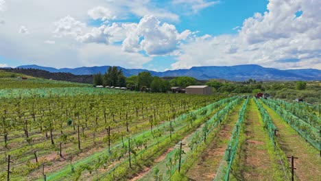 large expanse of cultivars in clean rows of orchard, aerial panoramic overview