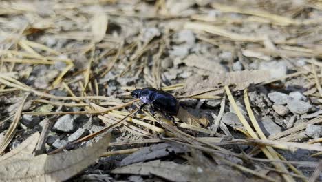 small black beetle runs across the forest floor in germany