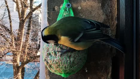 great tit parus major feeds on fat ball