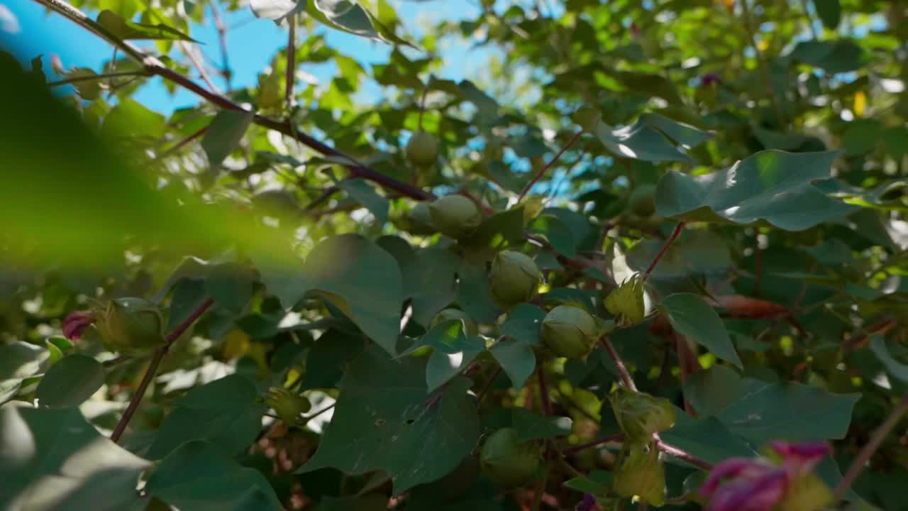 planta de algodón de montaña con bulbos inmaduros y flores en campos soleados
